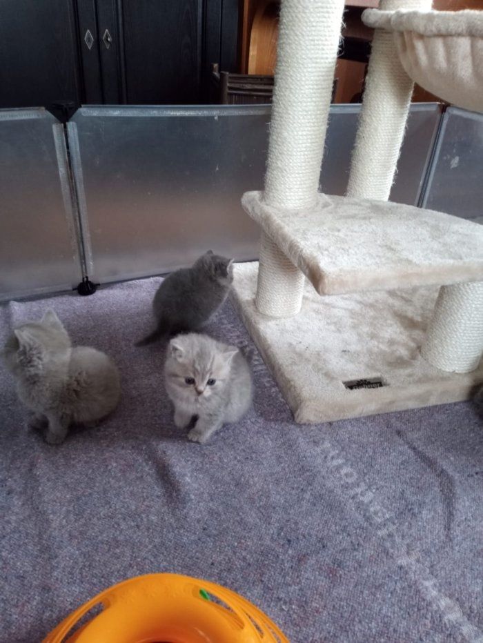 Reinrassige, süße Britisch-Kurzhaar Kitten warten auf Dich!