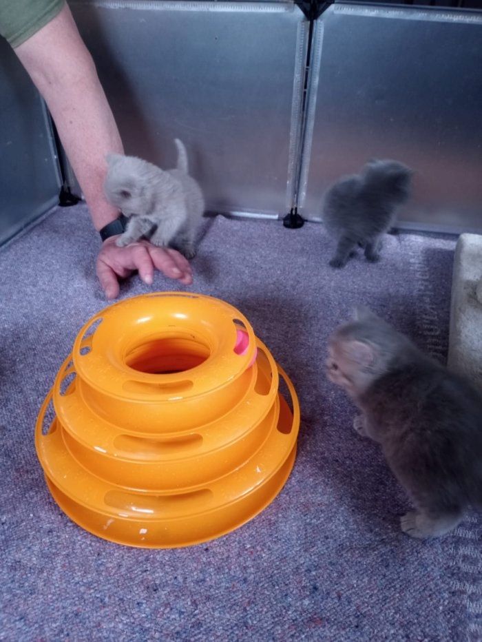 Reinrassige, süße Britisch-Kurzhaar Kitten warten auf Dich!