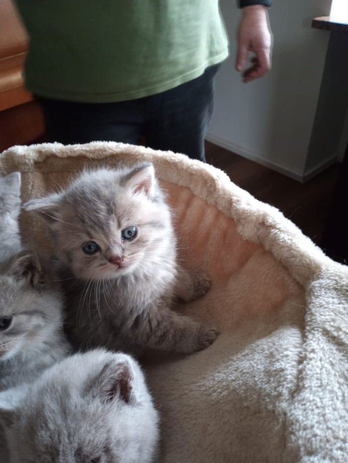 Reinrassige, süße Britisch-Kurzhaar Kitten warten auf Dich!