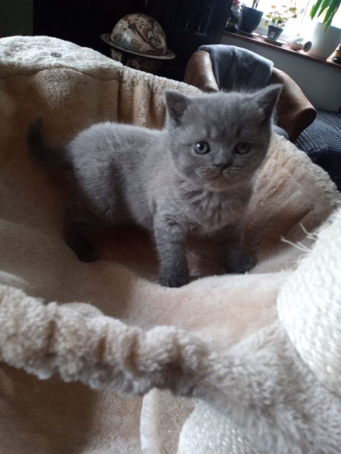 Reinrassige, süße Britisch-Kurzhaar Kitten warten auf Dich!