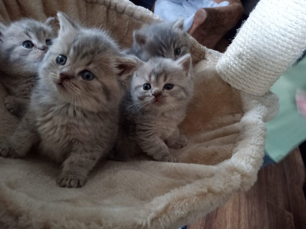 Reinrassige, süße Britisch-Kurzhaar Kitten warten auf Dich!