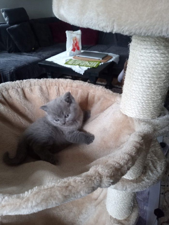 Reinrassige, süße Britisch-Kurzhaar Kitten warten auf Dich!