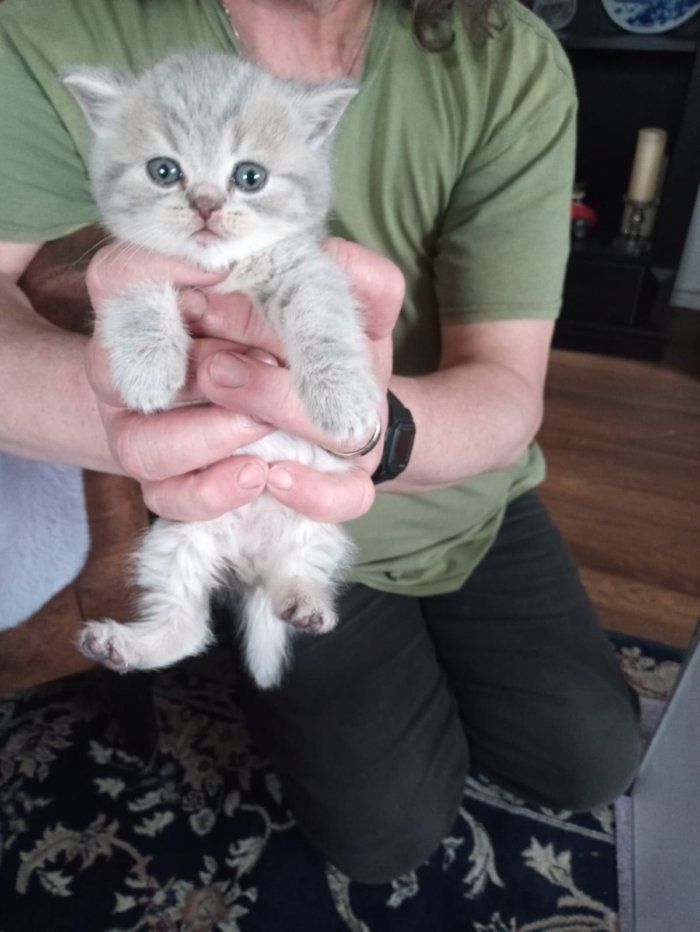 Reinrassige, süße Britisch-Kurzhaar Kitten warten auf Dich!