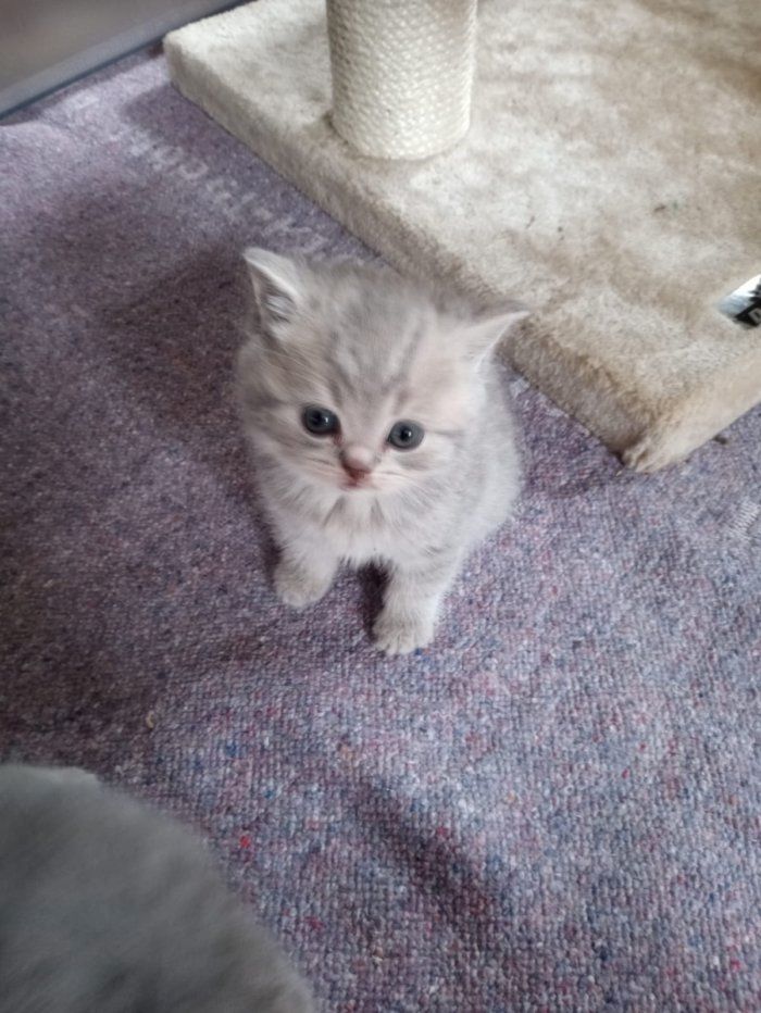 Reinrassige, süße Britisch-Kurzhaar Kitten warten auf Dich!
