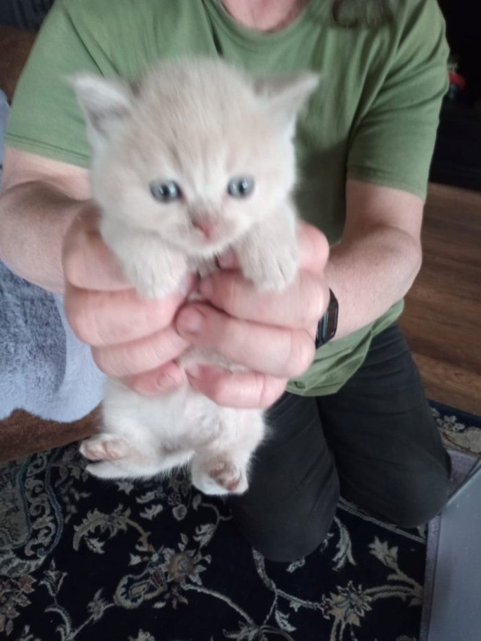 Reinrassige, süße Britisch-Kurzhaar Kitten warten auf Dich!