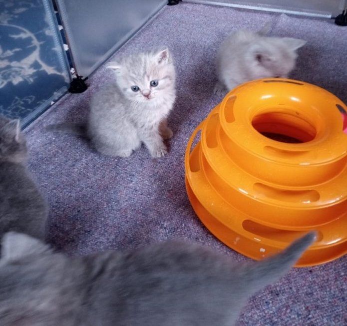 Reinrassige, süße Britisch-Kurzhaar Kitten warten auf Dich!