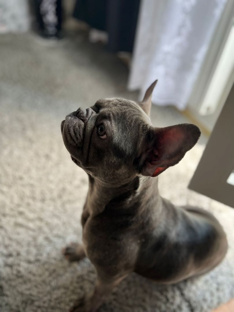 Französische Bulldogge in gute Hände abzugeben Französische Bulldogge in gute Hände abzugeben