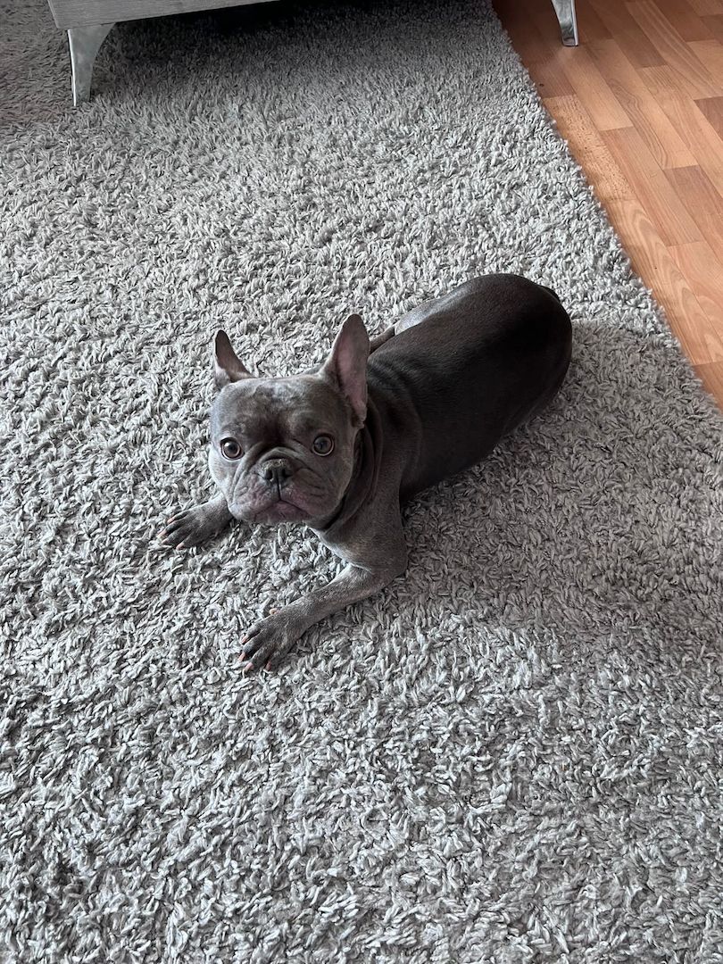 Französische Bulldogge in gute Hände abzugeben Französische Bulldogge in gute Hände abzugeben