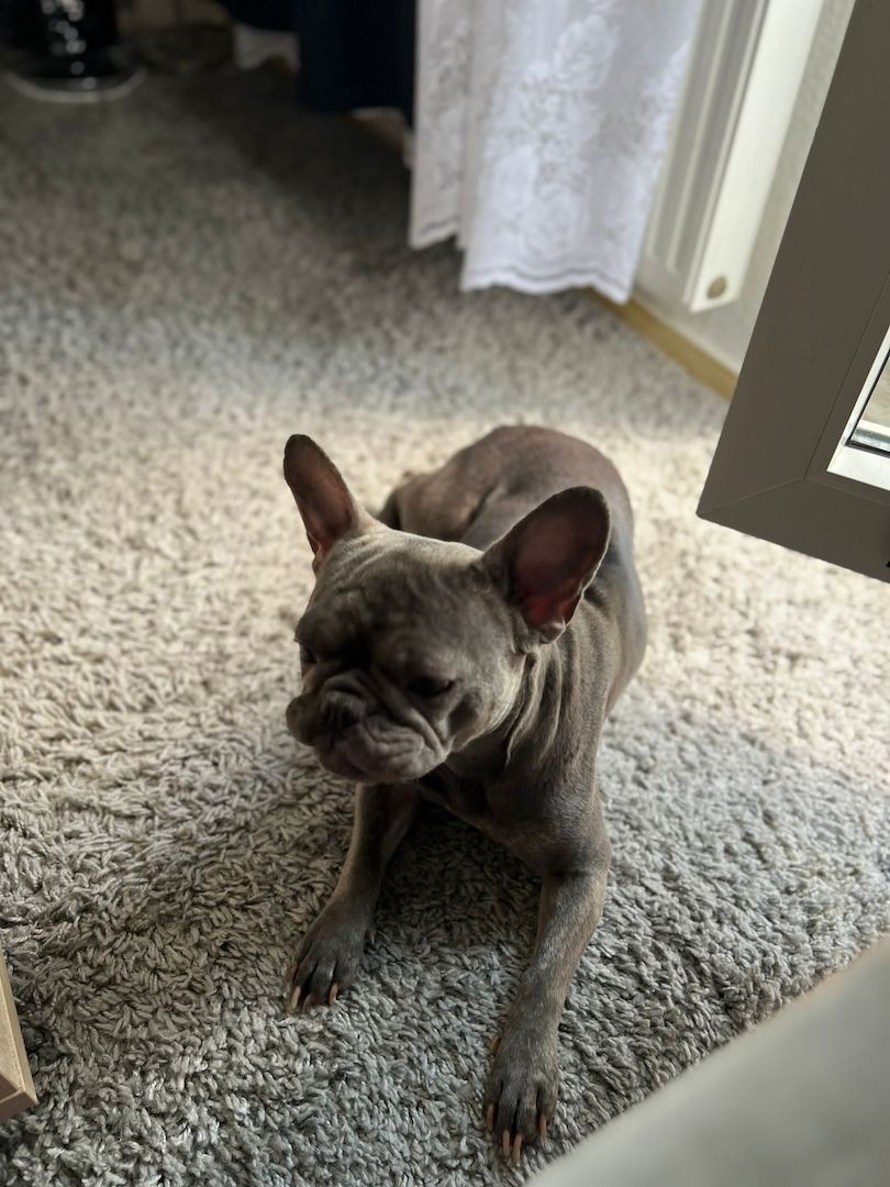 Französische Bulldogge in gute Hände abzugeben Französische Bulldogge in gute Hände abzugeben