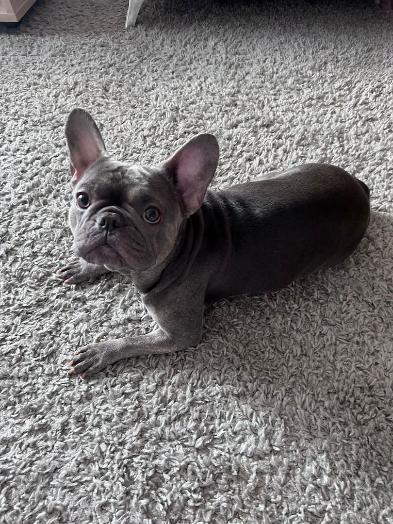 Französische Bulldogge in gute Hände abzugeben Französische Bulldogge in gute Hände abzugeben