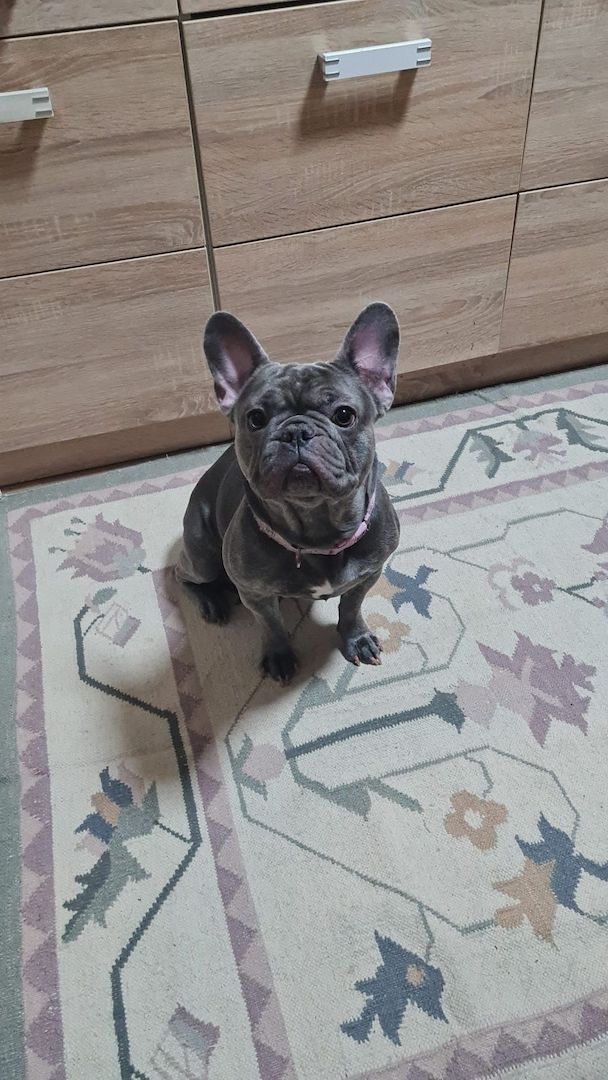 Französische Bulldogge in gute Hände abzugeben Französische Bulldogge in gute Hände abzugeben