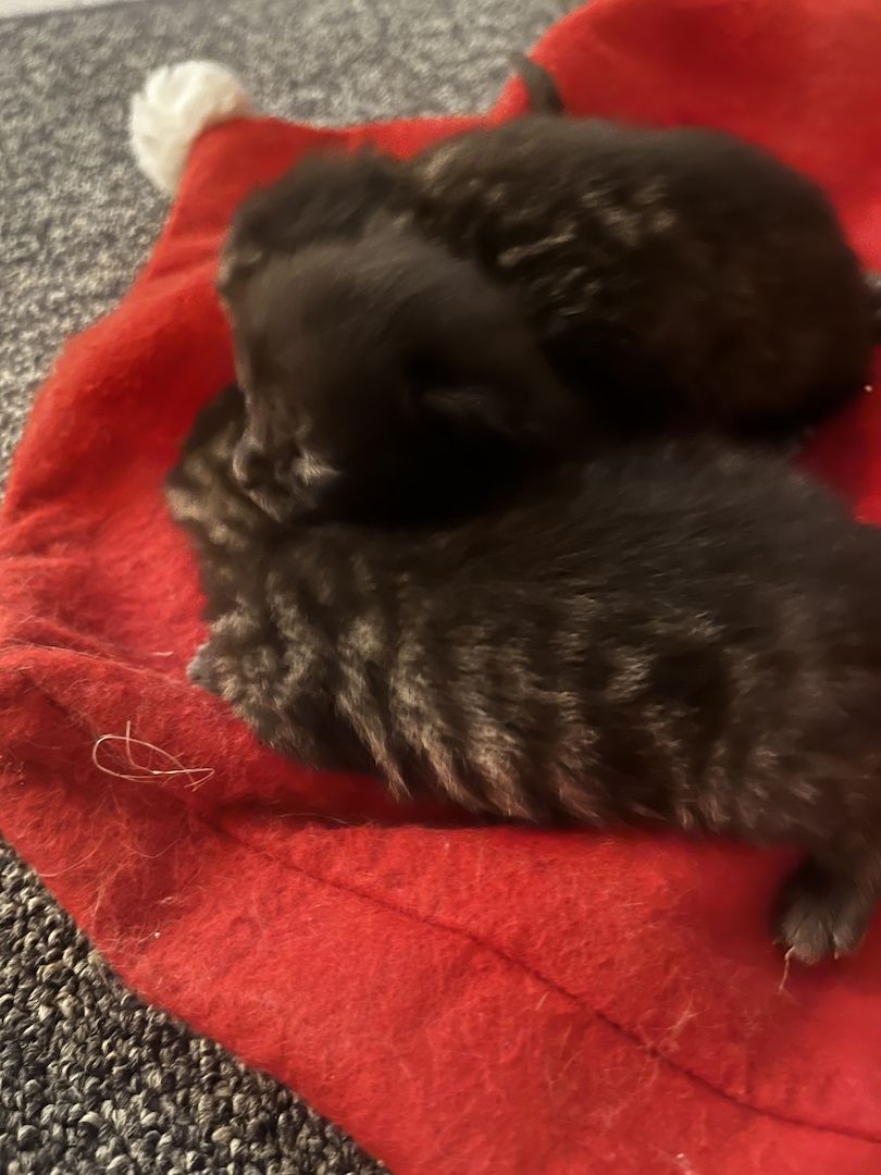 BKH Kitten BKH Kitten