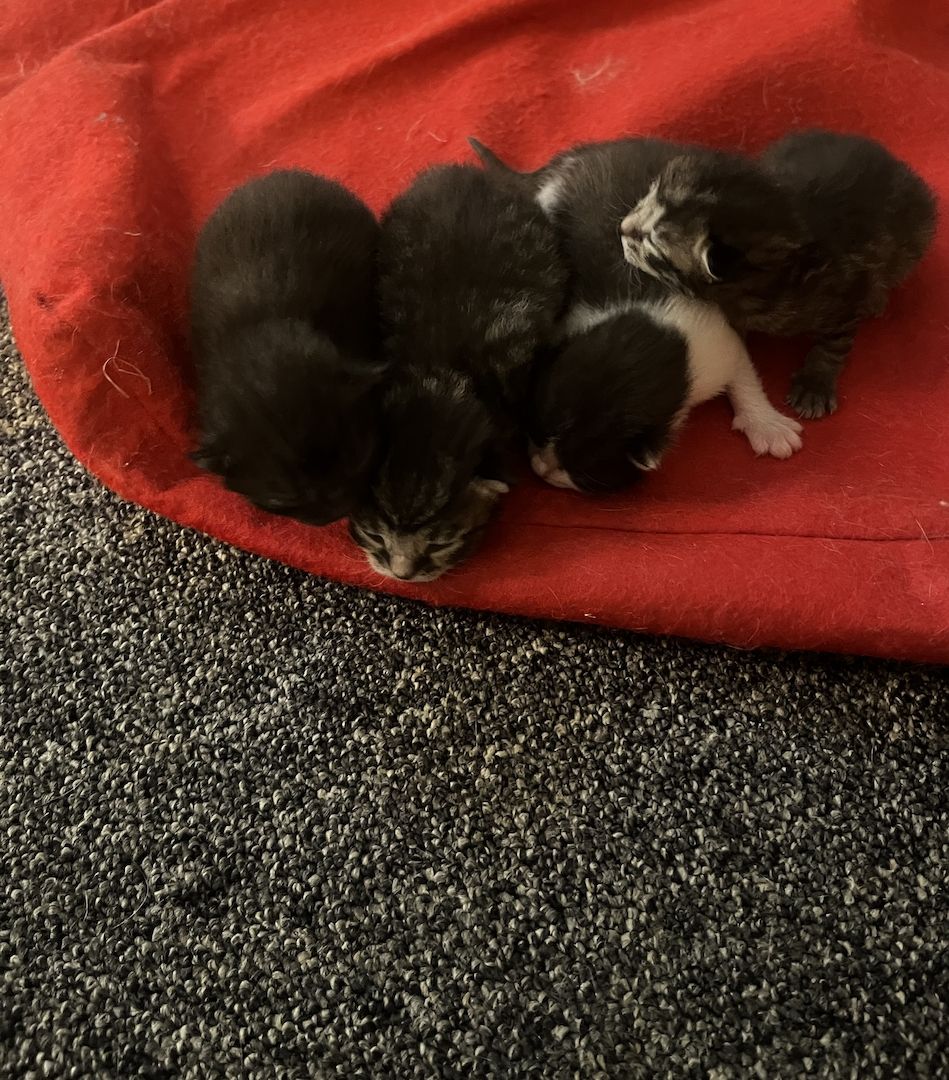 BKH Kitten BKH Kitten