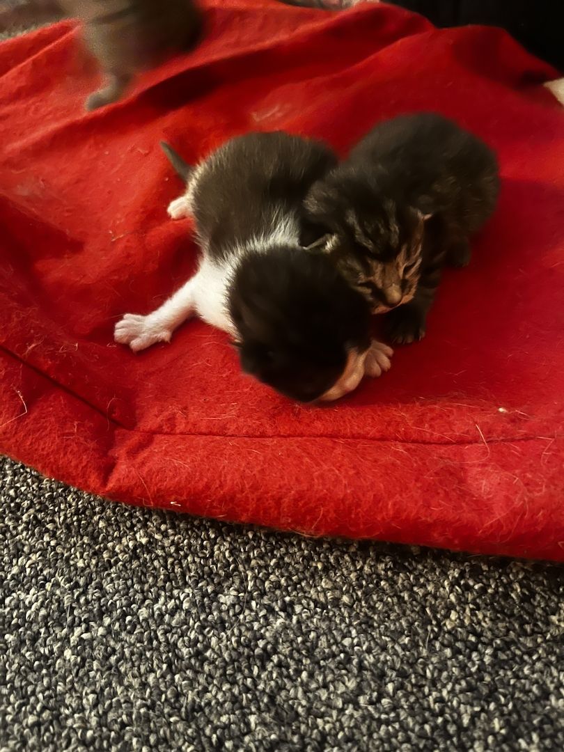 BKH Kitten BKH Kitten