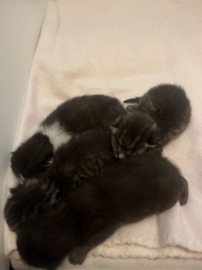 BKH Kitten BKH Kitten