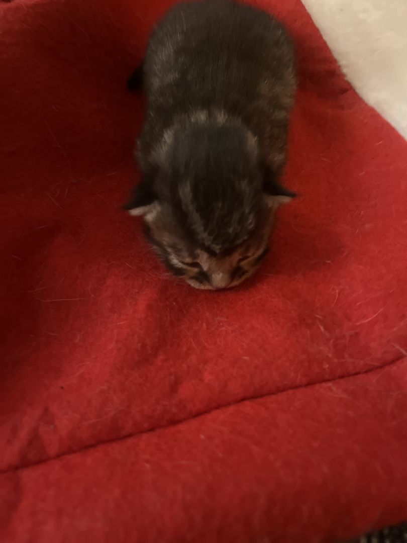 BKH Kitten BKH Kitten