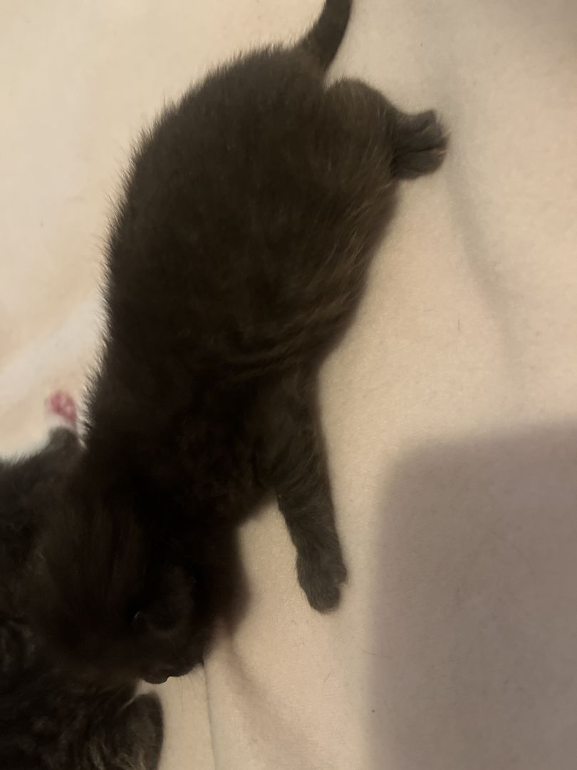 BKH Kitten BKH Kitten