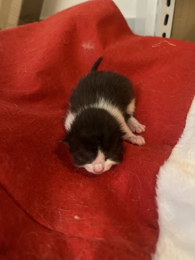 BKH Kitten BKH Kitten