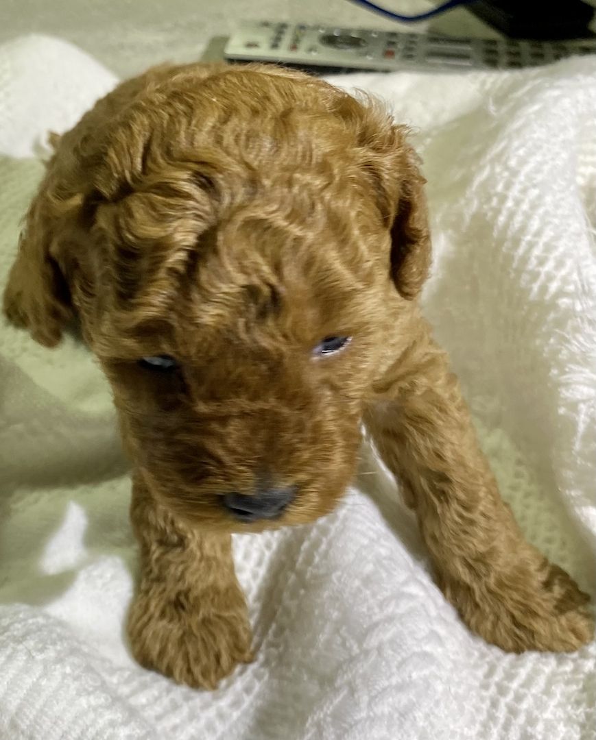 Toy/Zwergpudel Red Apriko/ Apriko Toy/Zwergpudel Red Apriko/ Apriko