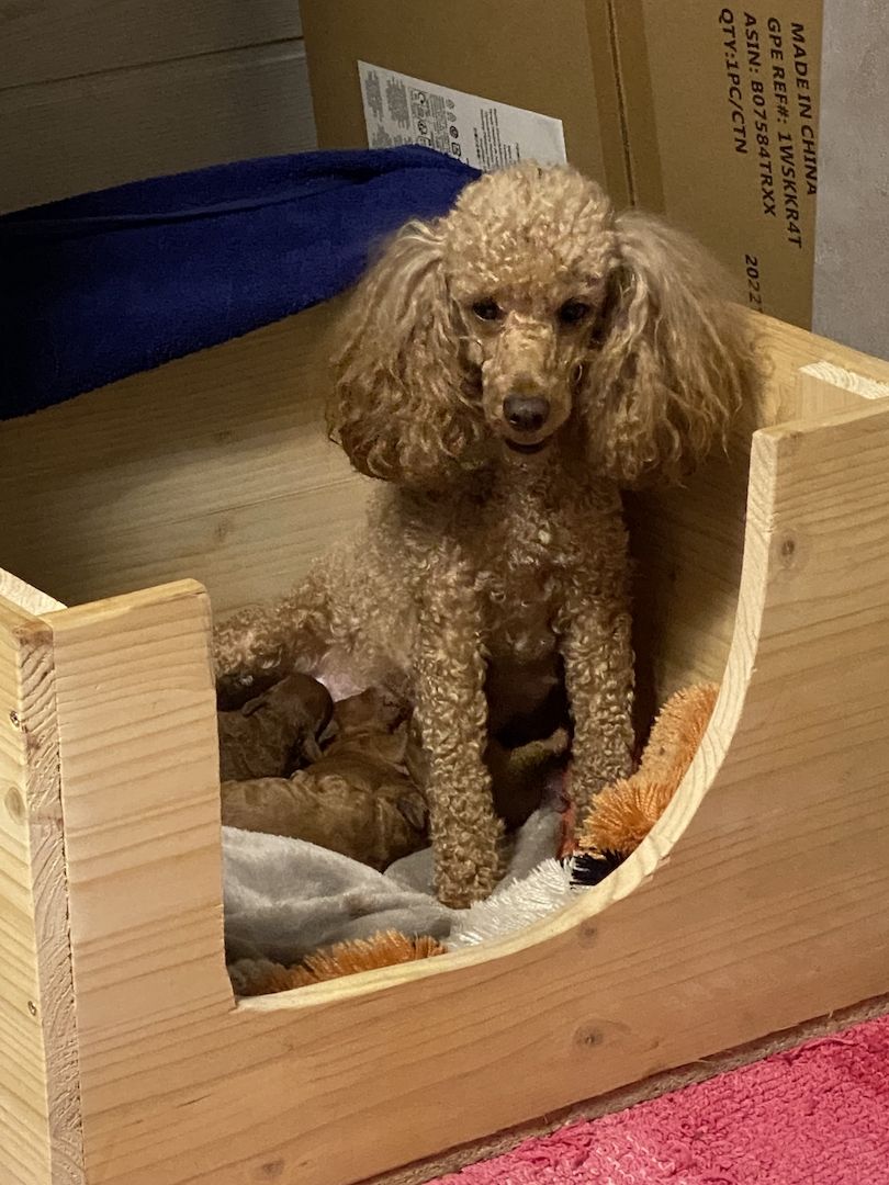 Toy/Zwergpudel Red Apriko/ Apriko Toy/Zwergpudel Red Apriko/ Apriko