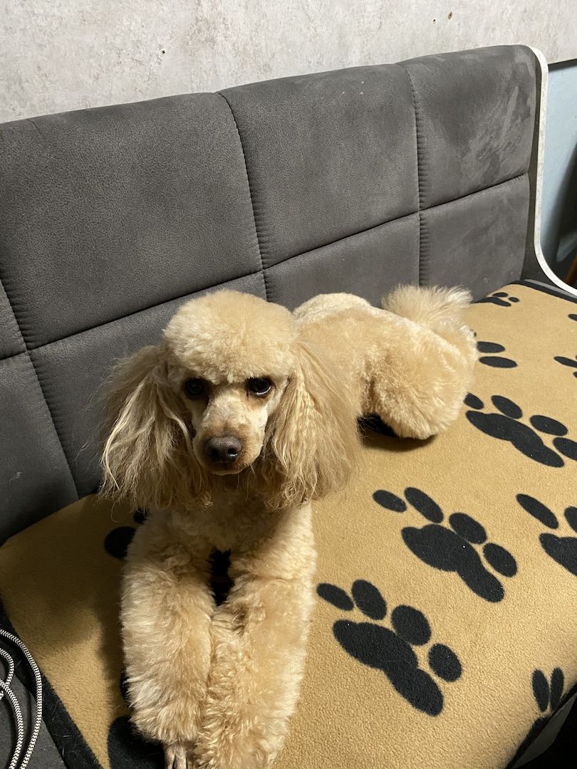 Toy/Zwergpudel Red Apriko/ Apriko Toy/Zwergpudel Red Apriko/ Apriko