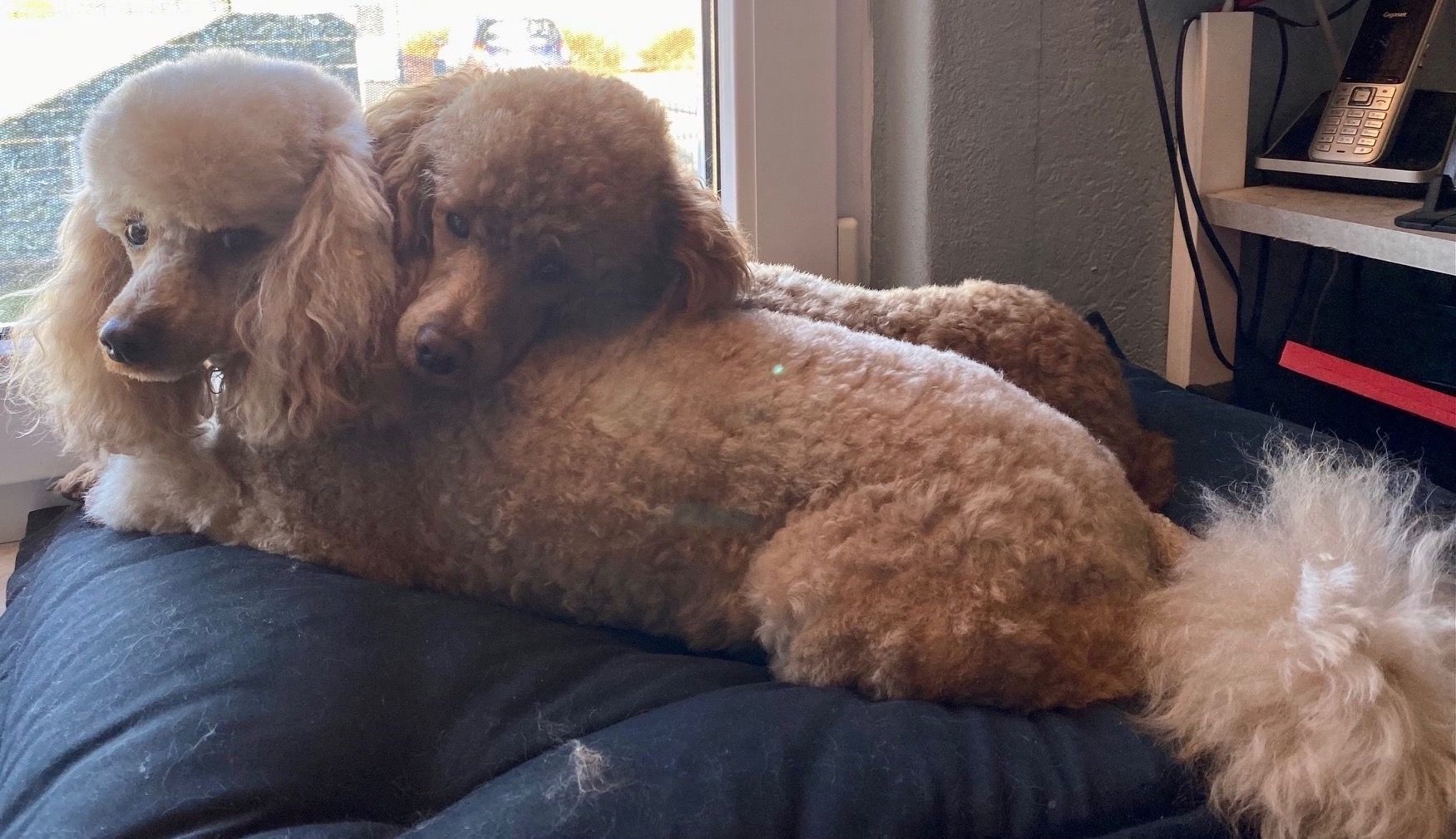 Toy/Zwergpudel Red Apriko/ Apriko Toy/Zwergpudel Red Apriko/ Apriko