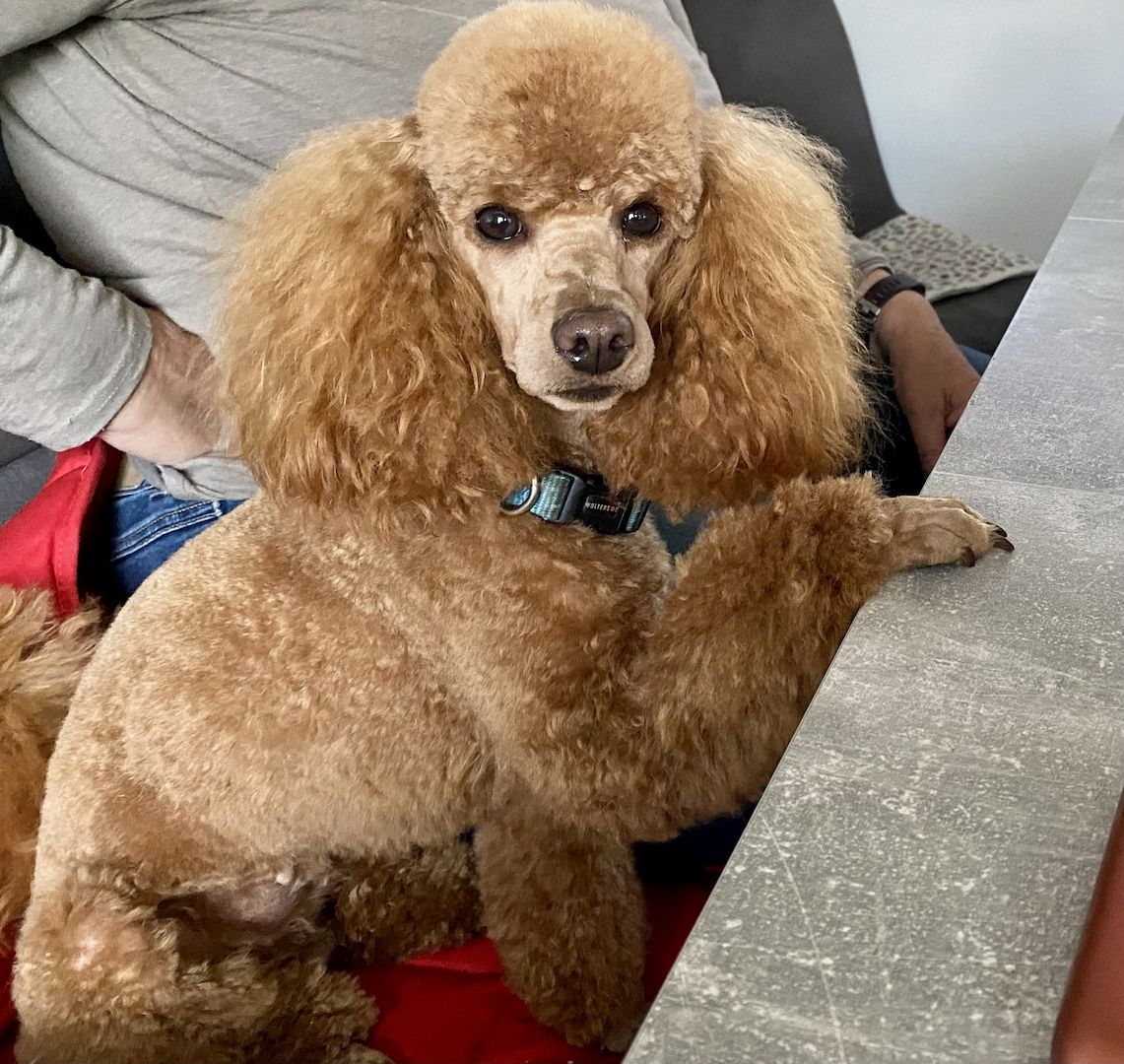 Toy/Zwergpudel Red Apriko/ Apriko Toy/Zwergpudel Red Apriko/ Apriko