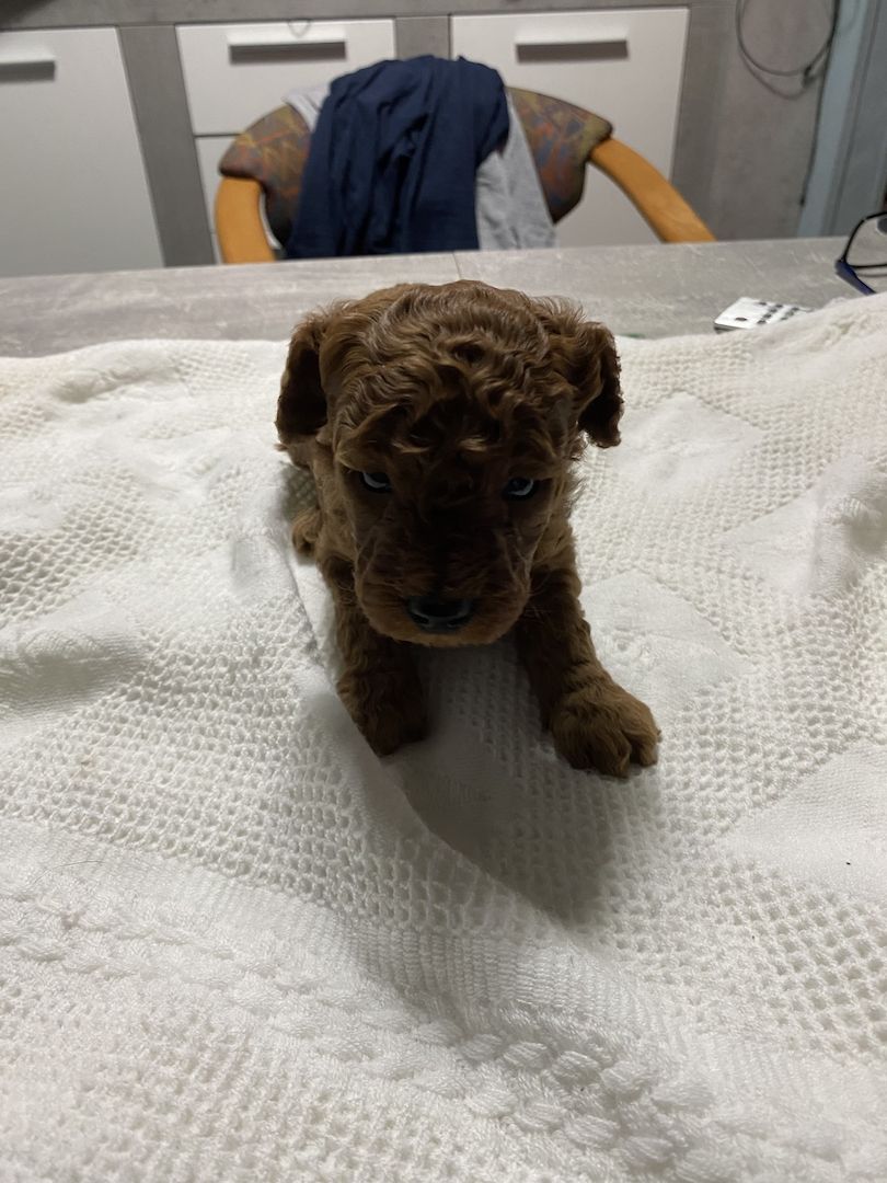 Toy/Zwergpudel Red Apriko/ Apriko Toy/Zwergpudel Red Apriko/ Apriko