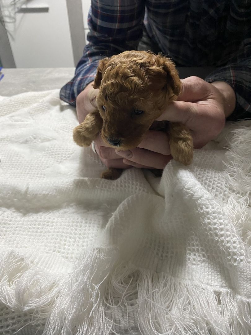 Toy/Zwergpudel Red Apriko/ Apriko Toy/Zwergpudel Red Apriko/ Apriko