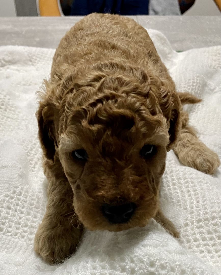 Toy/Zwergpudel Red Apriko/ Apriko Toy/Zwergpudel Red Apriko/ Apriko