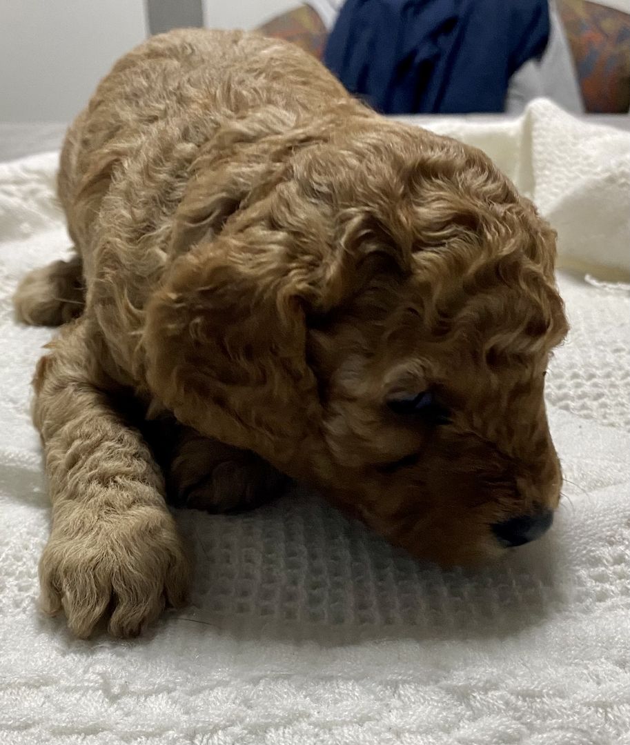 Toy/Zwergpudel Red Apriko/ Apriko Toy/Zwergpudel Red Apriko/ Apriko