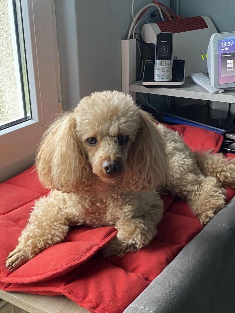 Toy/Zwergpudel Red Apriko/ Apriko Toy/Zwergpudel Red Apriko/ Apriko