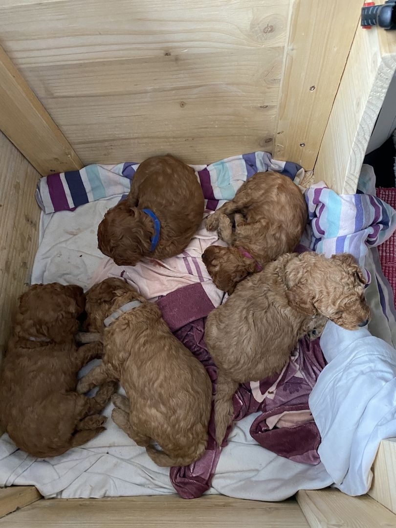 Toy/Zwergpudel Red Apriko/ Apriko Toy/Zwergpudel Red Apriko/ Apriko