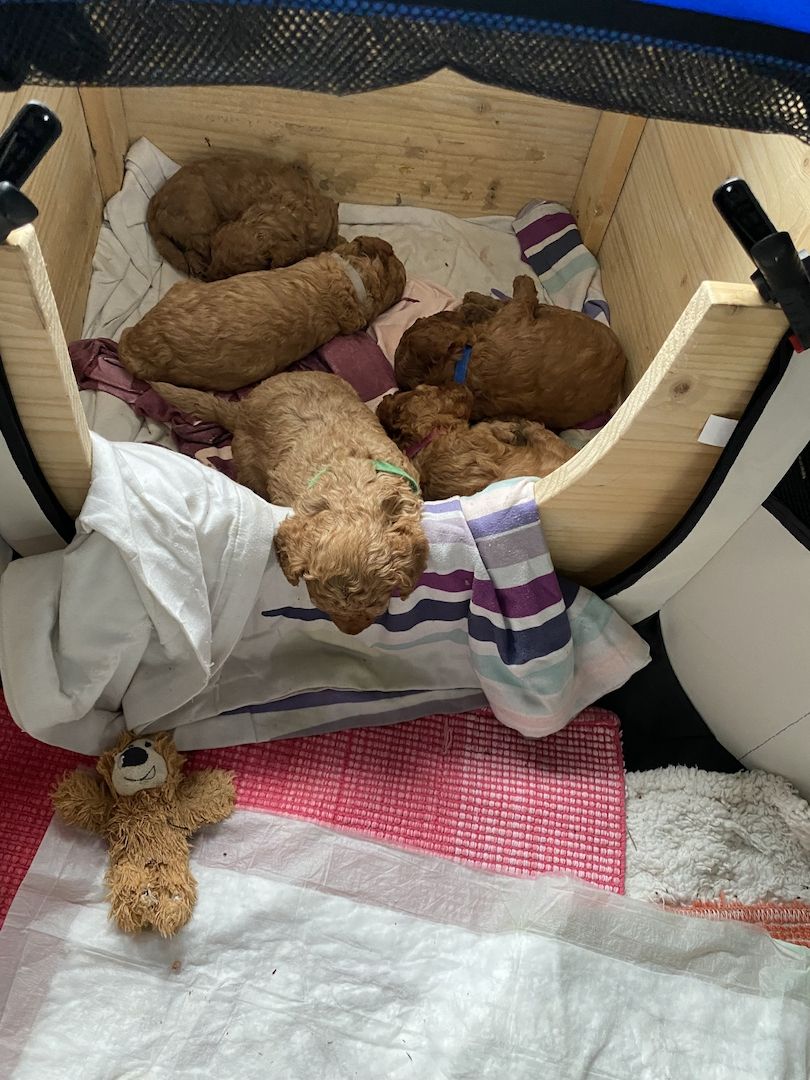 Toy/Zwergpudel Red Apriko/ Apriko Toy/Zwergpudel Red Apriko/ Apriko