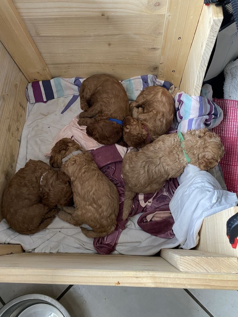 Toy/Zwergpudel Red Apriko/ Apriko Toy/Zwergpudel Red Apriko/ Apriko