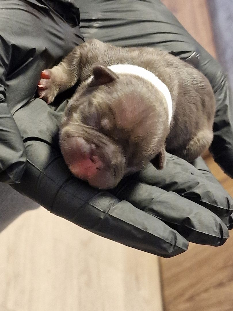 Reinrassige Französische Bulldoggen Welpen