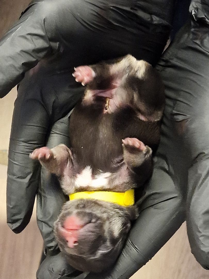 Reinrassige Französische Bulldoggen Welpen