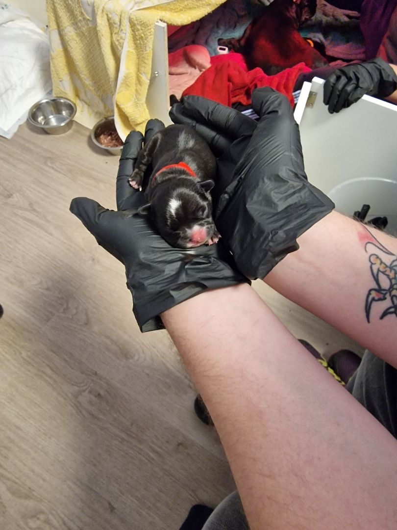 Reinrassige Französische Bulldoggen Welpen