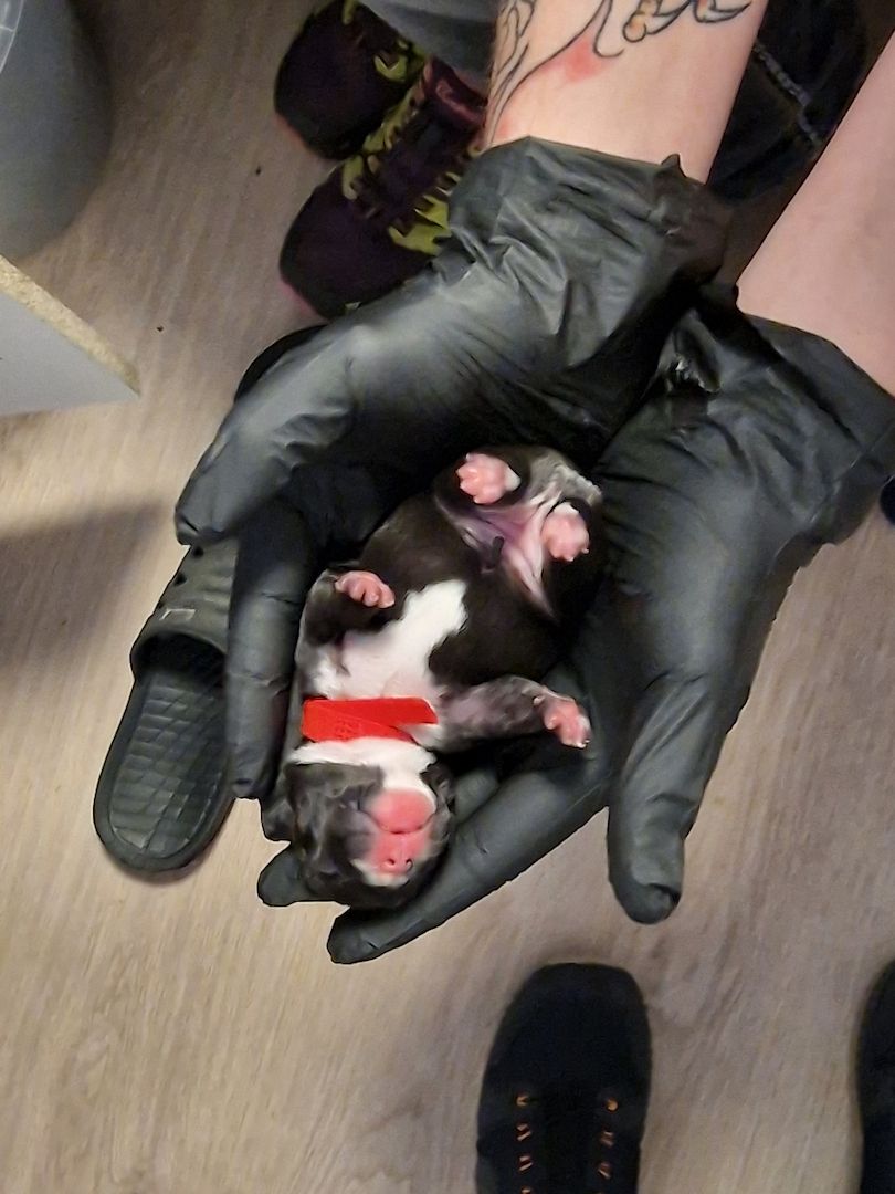 Reinrassige Französische Bulldoggen Welpen