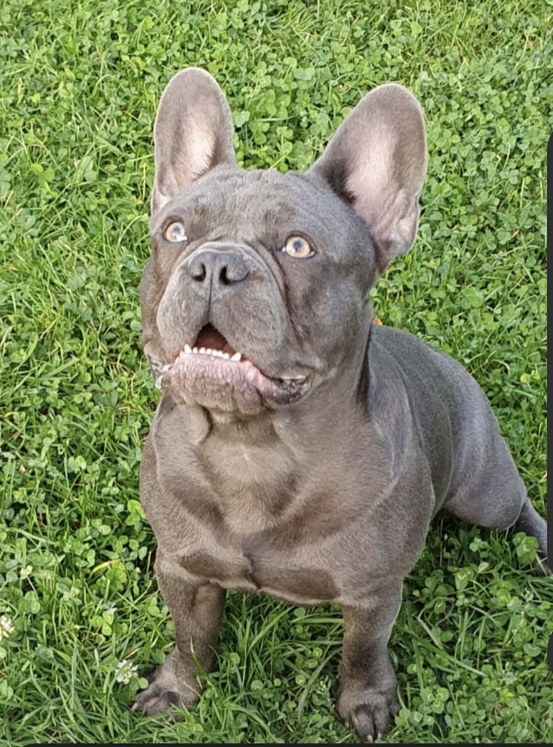 Reinrassige Französische Bulldoggen Welpen