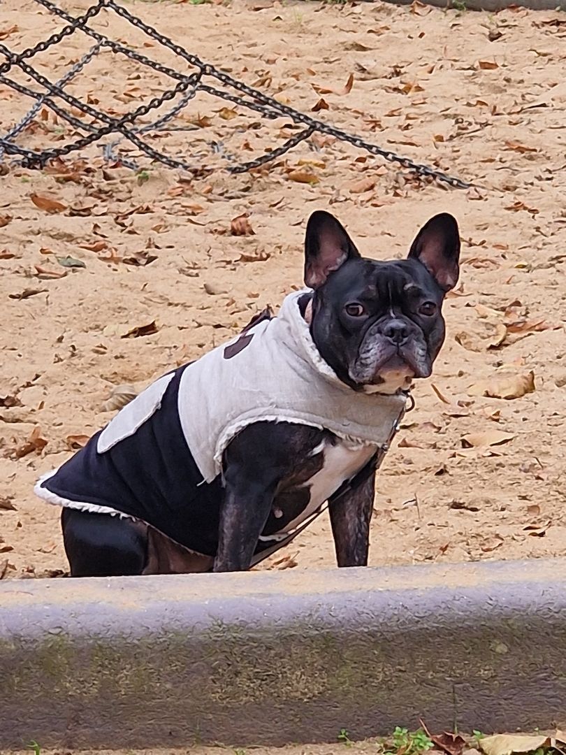 Reinrassige Französische Bulldoggen Welpen