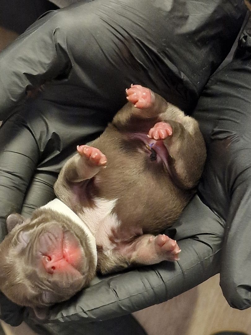 Reinrassige Französische Bulldoggen Welpen