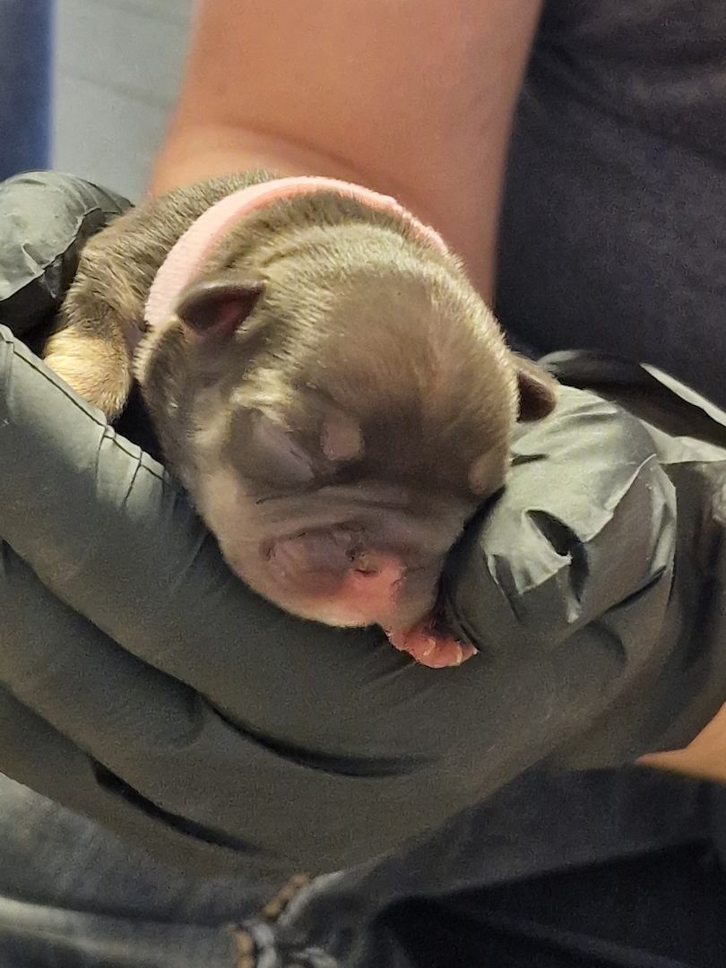 Reinrassige Französische Bulldoggen Welpen