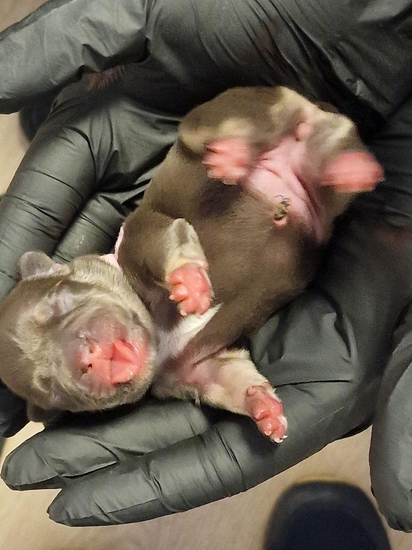 Reinrassige Französische Bulldoggen Welpen