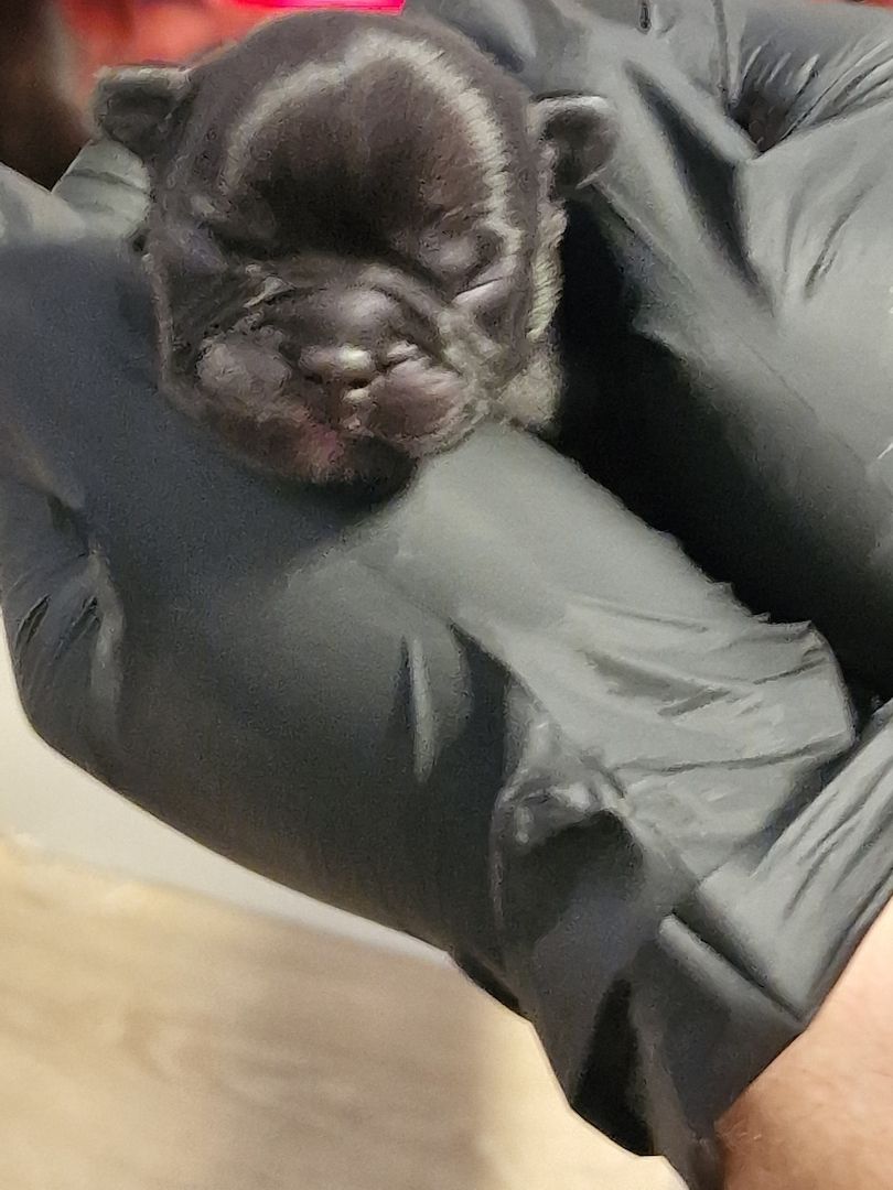 Reinrassige Französische Bulldoggen Welpen