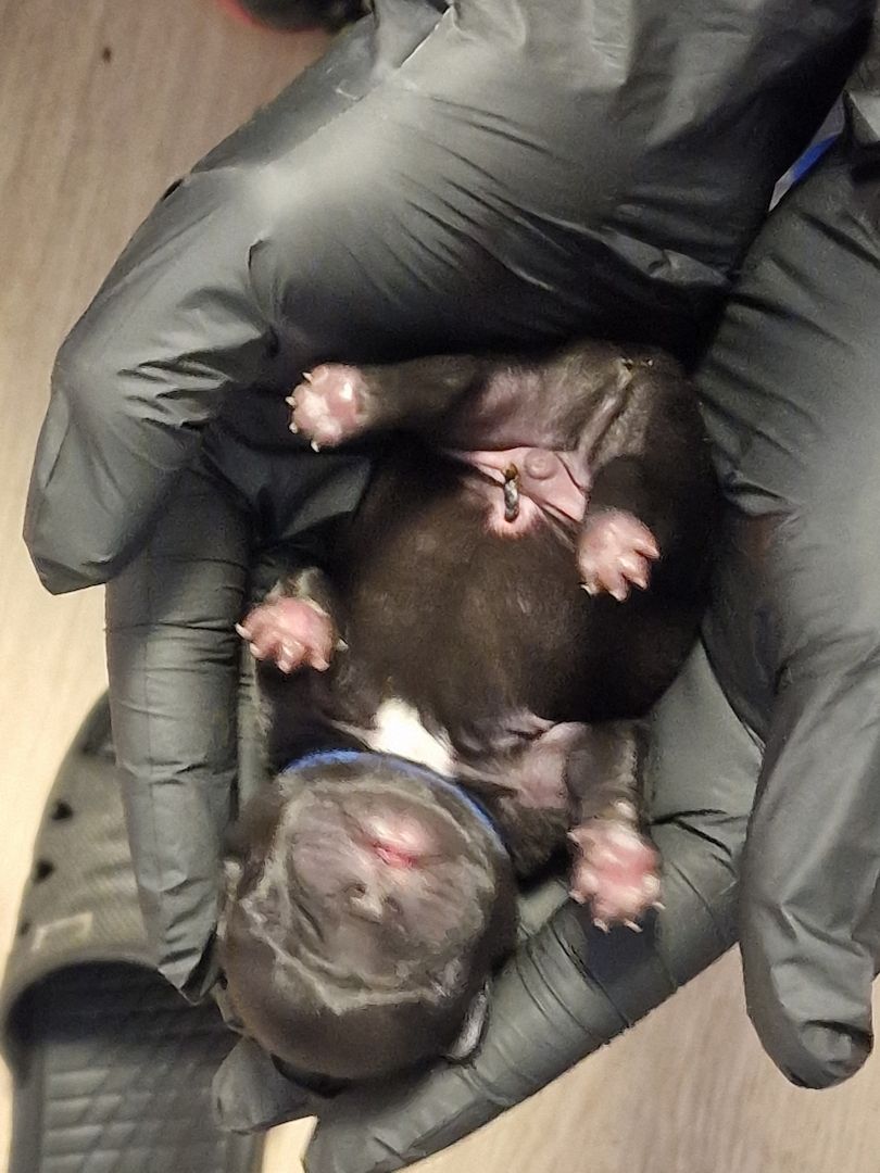 Reinrassige Französische Bulldoggen Welpen