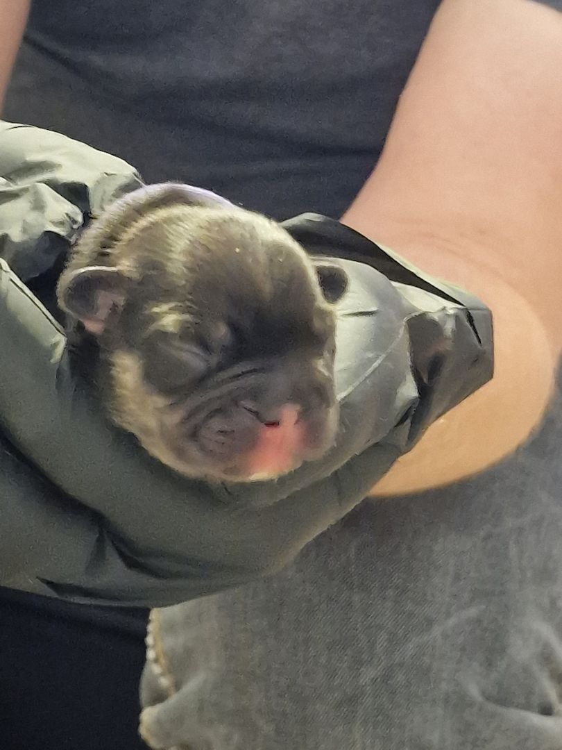 Reinrassige Französische Bulldoggen Welpen