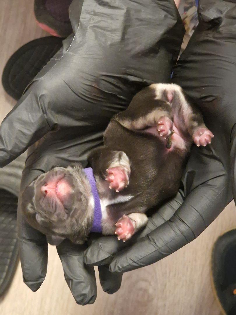 Reinrassige Französische Bulldoggen Welpen