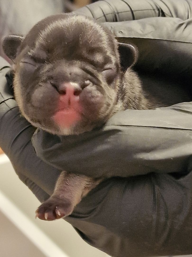 Reinrassige Französische Bulldoggen Welpen