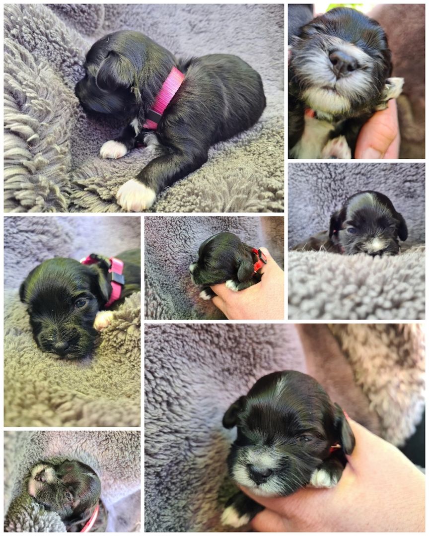 Havaneser Welpen mit Papieren